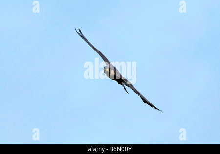 Falco pellegrino (Falco peregrinus) in volo Foto Stock