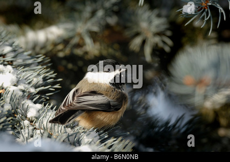 Nero-capped Luisa 0801 Foto Stock