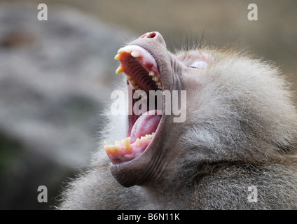 Un babbuino monkey mostra i denti Foto Stock