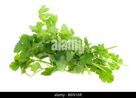 Il coriandolo fresco il coriandolo herb isolato su uno sfondo bianco Foto Stock