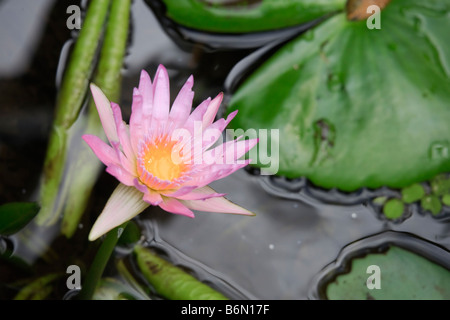 Sir Seewoosagur Ramgoolam Botanical Gardens Pamplemousses Mauritius Oceano Indiano Foto Stock