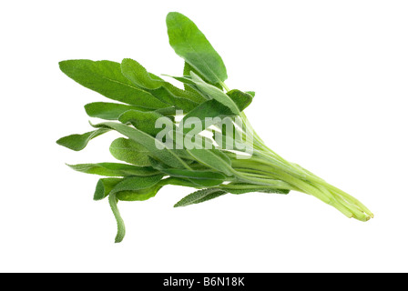 Fresh comune erba salvia isolato su uno sfondo bianco Foto Stock