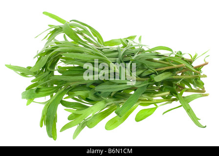 Di dragoncello fresco herb isolato su uno sfondo bianco Foto Stock
