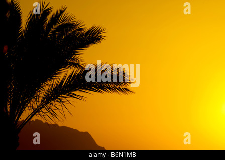 Palmtree e tramonto in Egitto Foto Stock