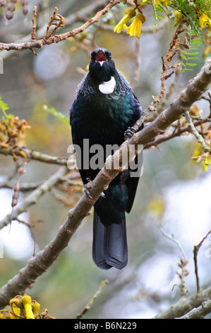 Un tui (Parson bird, Prosthemadera novaeseelandiae) - un nativo della Nuova Zelanda - uccello cantare in una struttura ad albero kowhai Foto Stock