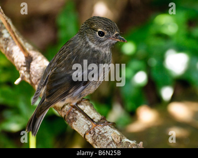 Nuova Zelanda Isola del nord robin [Petroica longipes] Foto Stock