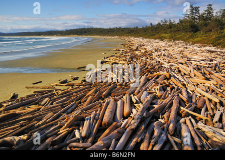 Lavate dei registri sulla lunga spiaggia, Pacific Rim National Park, l'isola di Vancouver, British Columbia Foto Stock