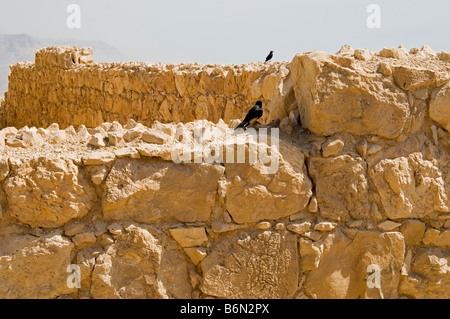 Due uccelli neri sulla parete della fortezza,Masada Parco Nazionale,Israele,Asia Foto Stock