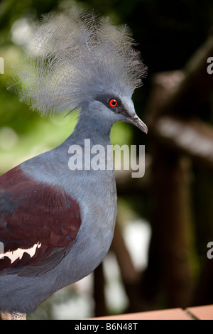 Western incoronato piccione (Goura cristata) Foto Stock