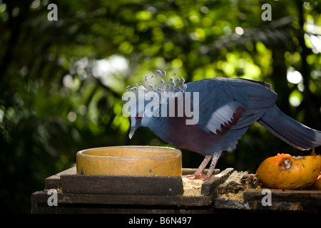 Western incoronato piccione (Goura cristata) Foto Stock