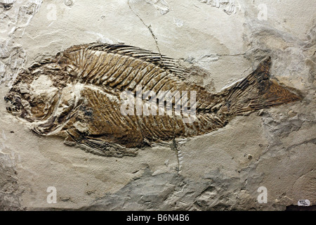 Fossil (Sparnodus macrophhthalmus), museo paleontologico, Mosca, Russia Foto Stock