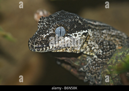 Rhacodactylus auriculatus Foto Stock