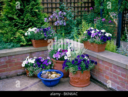 Piantati in contenitori in viola e bianco Foto Stock