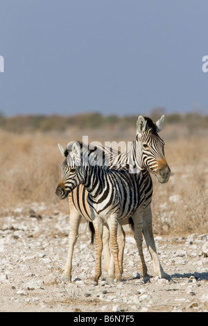 Le pianure Zebra Mare e puledro Nuzzling, il Parco Nazionale di Etosha, Namibia Foto Stock
