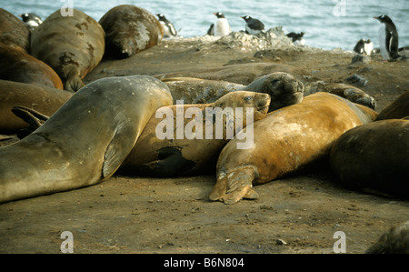 Elefante meridionale guarnizioni (Mirounga leonina) e pinguini di Gentoo (Pygoscelis papua) a Hannah Point, Livingston Island, Antartide Foto Stock