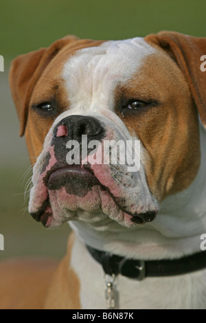 Olde English Bulldogge Foto Stock