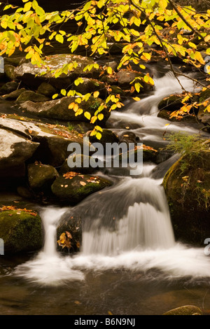 Una piccola cascata in Tremont sezione del Parco Nazionale di Great Smoky Mountains Foto Stock