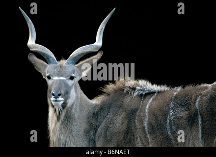 Kudu maggiore (Tragelaphus strepsiceros) Foto Stock