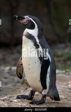 Pinguini Humboldt (Spheniscus Humboldti) - Pinguino peruviano, Patranca Foto Stock