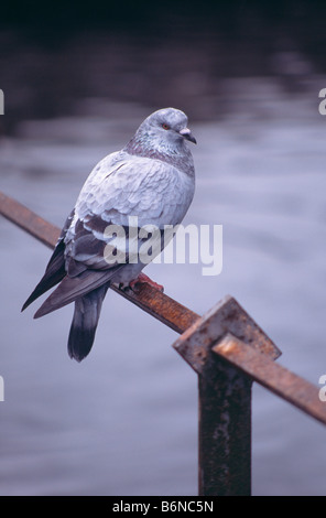 Ritratto di un piccioni selvatici (Rock Colomba) arroccato su una ringhiera Foto Stock