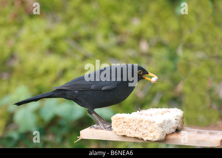 Merlo Turdus merula maschio a mangiare cibo su BIRDTABLE Foto Stock