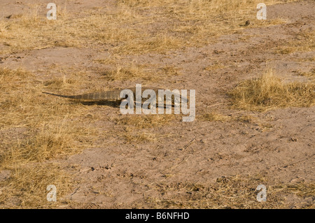 Mariental,Sud del Kalahari, Namibia, SW Africa Foto Stock