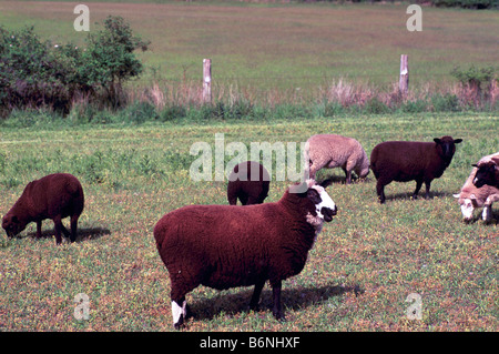 Un gregge di pecore nere e bianche due pecore al pascolo in un campo, Saltspring (molla di sale) Isola, BC, British Columbia, Canada Foto Stock