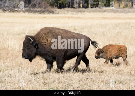 Una femmina adulta bisonti americani con i giovani vitelli Foto Stock