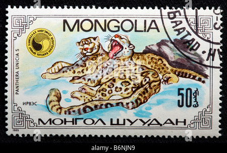 Snow Leopard (Uncia uncia, oncia), francobollo, Mongolia, 1985 Foto Stock