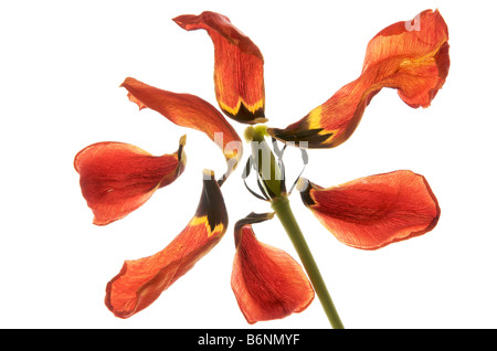 Petali di un rosso tulip sparso su sfondo bianco Foto Stock