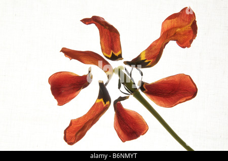 Petali di colore rosso tulip spread su sfondo bianco Foto Stock