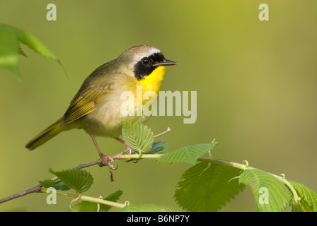 Giallo-throated trillo arroccato su un piccolo albero di Olmo. Foto Stock