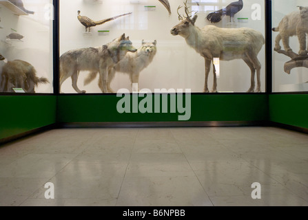 Animali imbalsamati sul display dietro il vetro Foto Stock