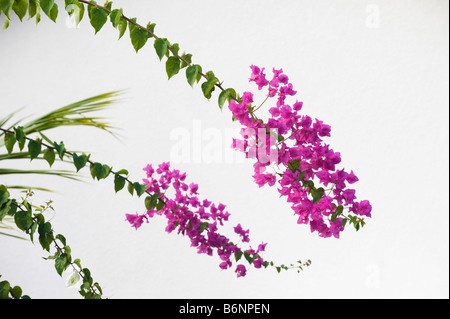 Il Bougainvillea spectabilis contro uno sfondo bianco. India Foto Stock