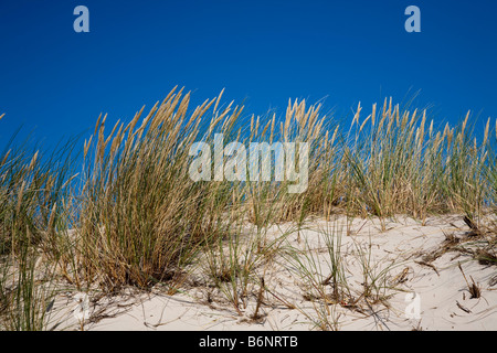 Marram grass Ammophilia arenaria prevenire erosione di duna in Lacka Gora dunes Parco Nazionale di Slowinski Leba Polonia Foto Stock