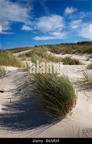 Marram grass Ammophilia arenaria prevenire erosione di duna in Lacka Gora dunes Parco Nazionale di Slowinski Leba Polonia Foto Stock