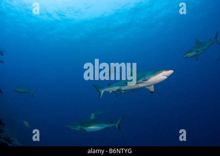 Un grey reef sharks Carcharhinus amblyrhynchos, fuori dell'isola di Yap, Micronesia. Foto Stock