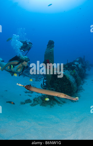 I subacquei e un trumpetfish, Aulostomus chinensis, esplorare un WW II Corsair aereo da combattimento off Sud Est Oahu, Hawaii. Foto Stock