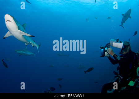 Un fotografo subacqueo prende la mira a gray gli squali, Carcharhinus amblyrhynchos, fuori dell'isola di Yap, Micronesia. Foto Stock