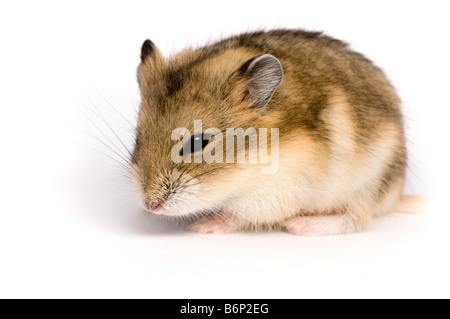 Campbell's russo criceto nano Phodopus campbelli Foto Stock