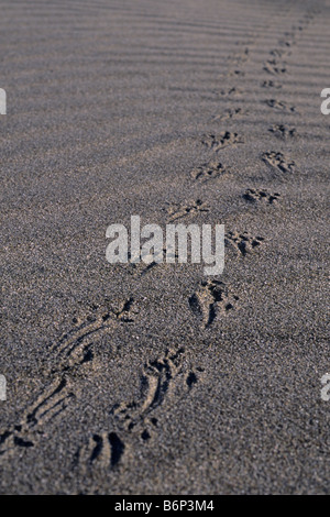 Le tracce degli animali sulle dune di sabbia dettaglio Mad River Beach Arcata Humboldt County in California Foto Stock