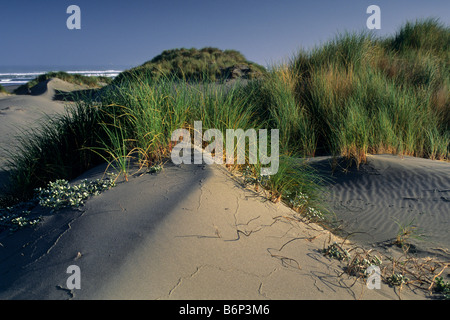 Dune costiere e le erbe a Mad River Beach Arcata Humboldt County in California Foto Stock