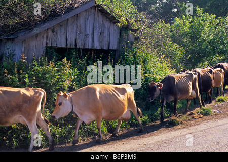 Capi di bestiame su strada Arcata Humboldt County in California Foto Stock