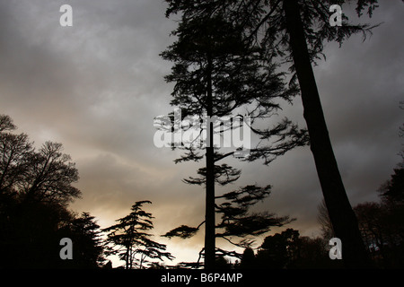 Alberi di pino in silhouette contro un drammatico, scuro, Cielo di tramonto Foto Stock