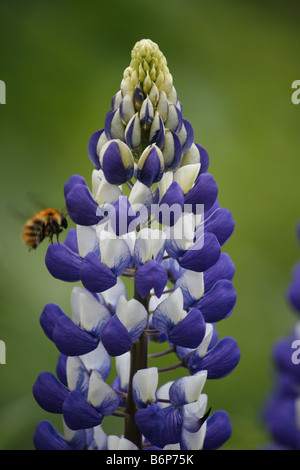 Viola lupin crescono nel giardino con un'ape a raccogliere il suo nettare. Foto Stock