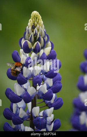 Viola lupin crescono nel giardino con un'ape a raccogliere il suo nettare. Foto Stock