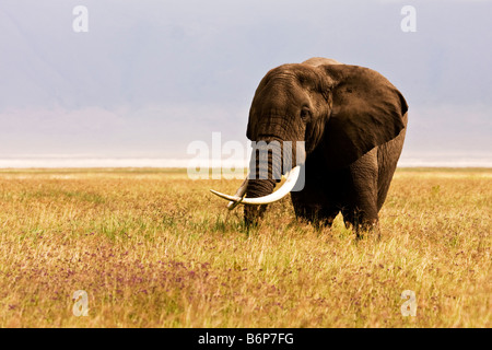 Un elefante solitario con attraversata zanne nel cratere di Ngorongoro Foto Stock