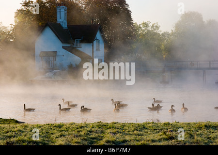 Anatre sul fiume Tamigi di fronte a bloccare il detentore in casa primi raggi del sole Foto Stock