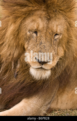 Un vecchio lion avente un riposo a lato della strada nel cratere di Ngorongoro Foto Stock