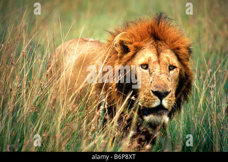 Lion nel Masai Mara Kenya Foto Stock